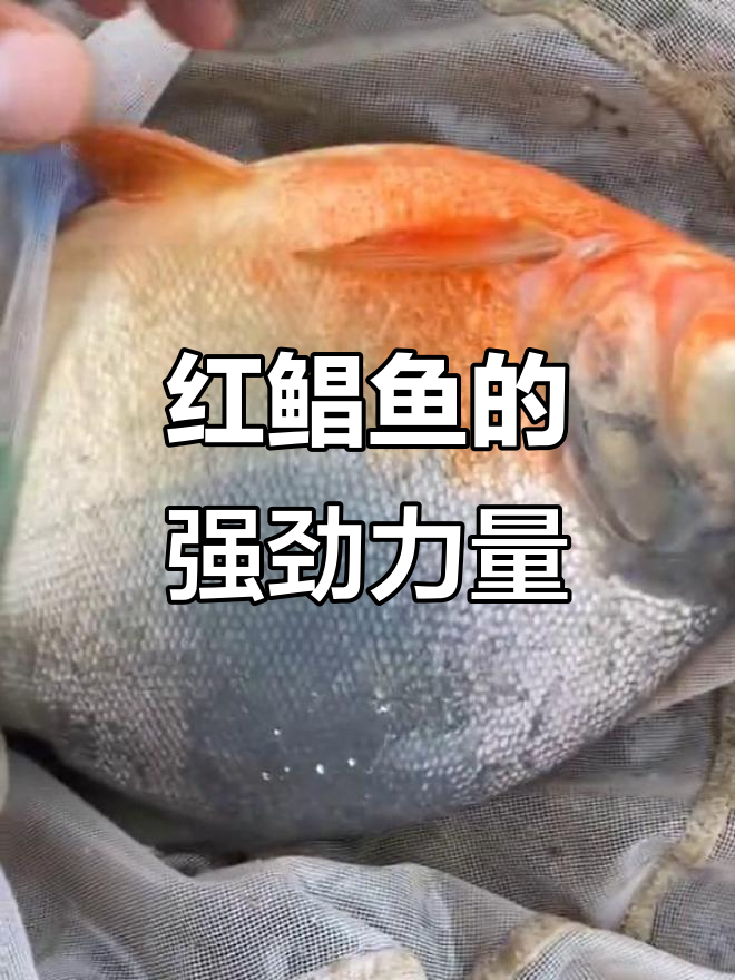 红鲳鱼力气惊人,牙齿整齐如孩子牙