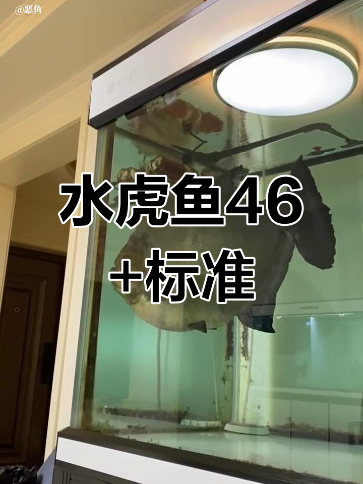 秘鲁普黑水虎:46+标杆,养鱼人必看