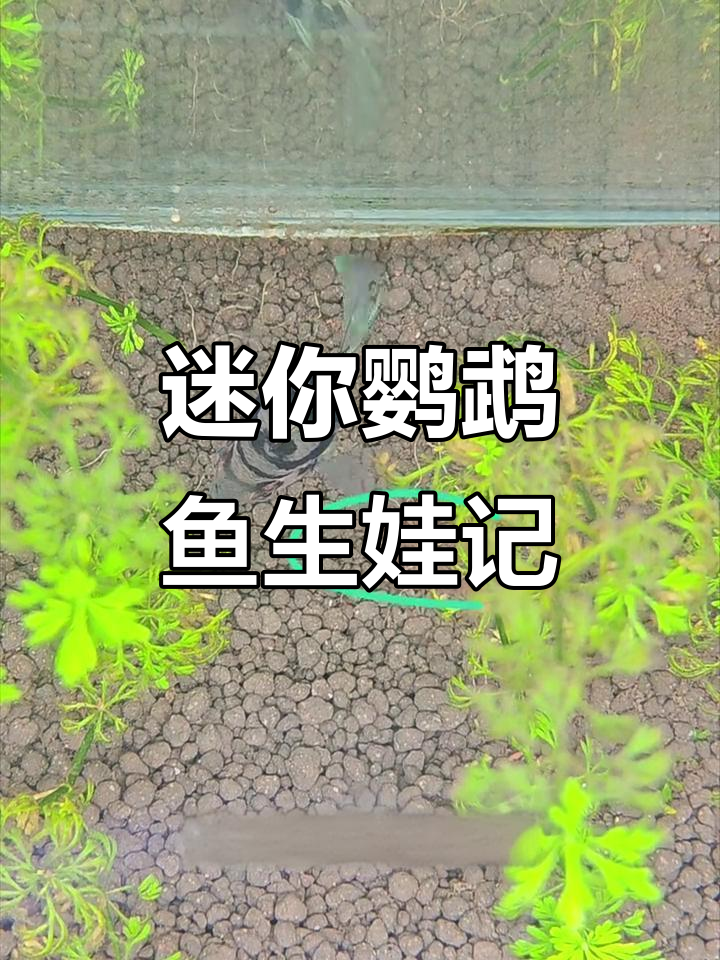 迷你鹦鹉鱼产卵孵化全过程,母鱼细心照顾新生命