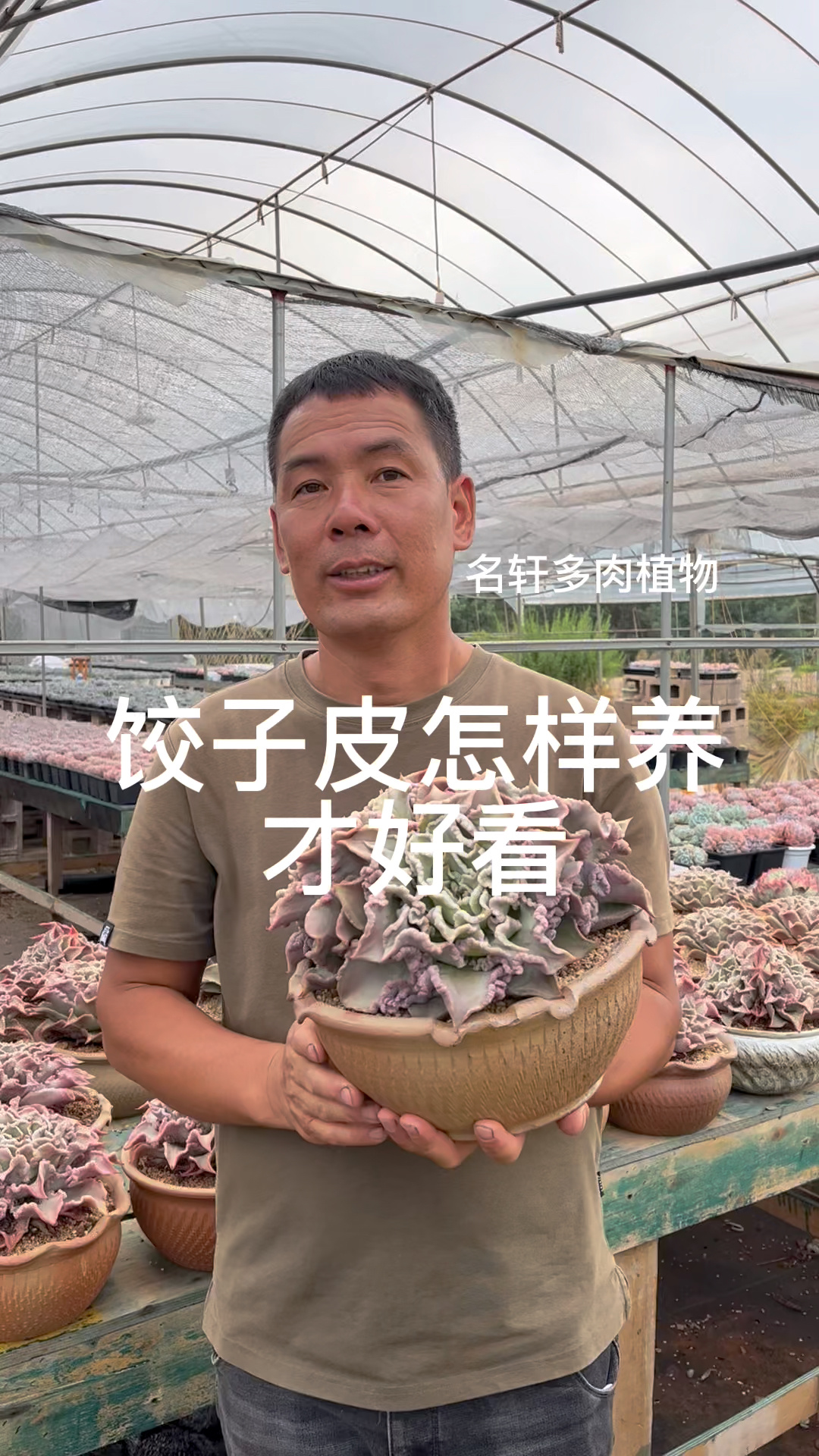 多肉植物饺子皮的养护