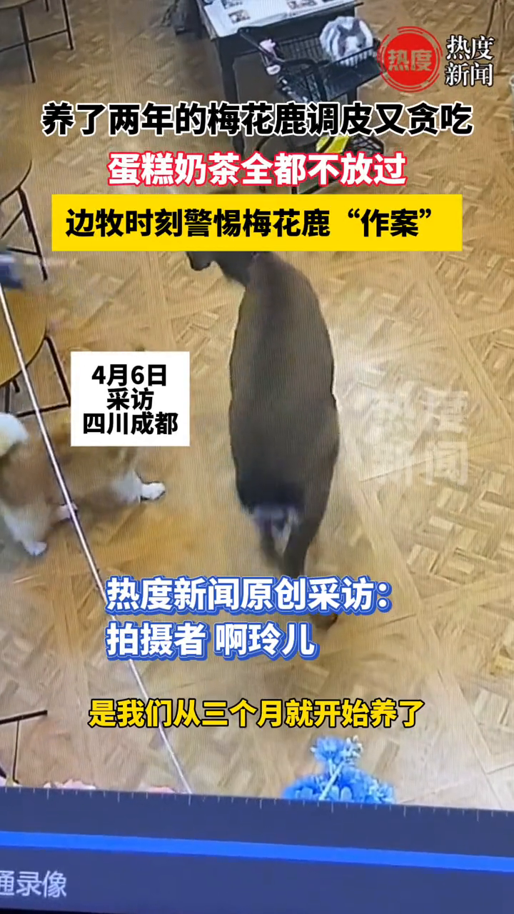 养了两年的梅花鹿调皮又贪吃,蛋糕奶茶全都不放过