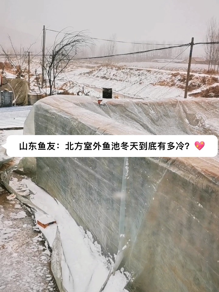 山东鱼友:北方室外鱼池冬天到底有多冷?