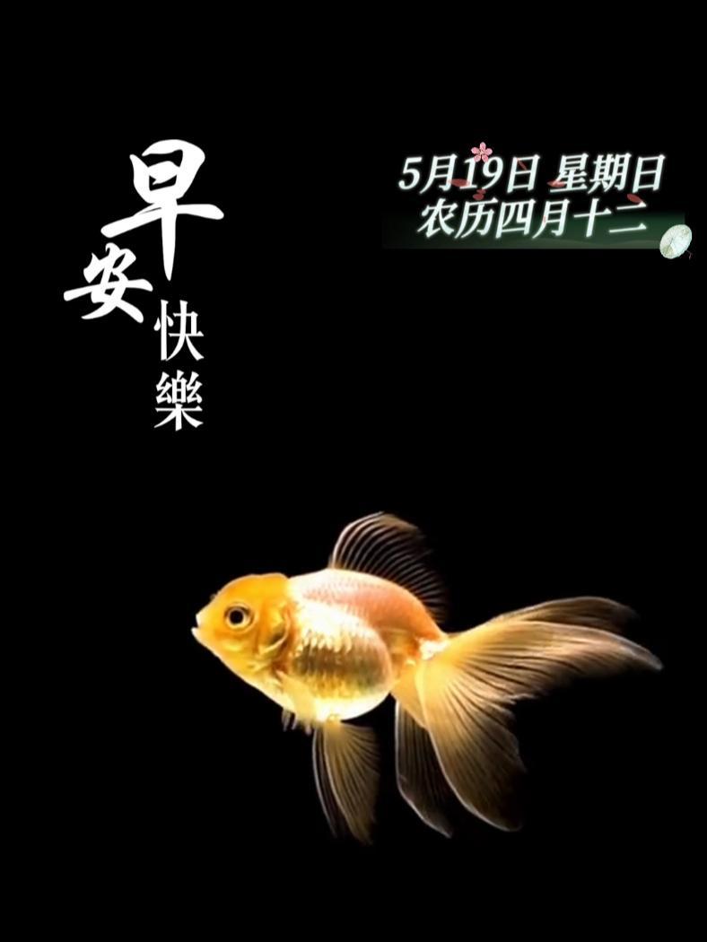金鱼摆尾,金玉满堂。新的一天,祝您好事连连,年年有“鱼”,早安!每日早安