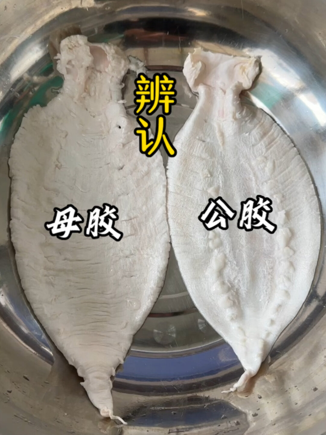 赤嘴鳘鱼胶如何辨认公胶母胶