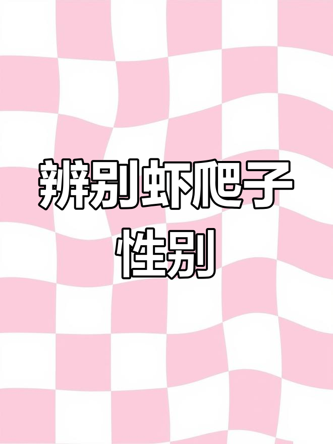 如何快速分辨虾爬子公母?掌握这3个技巧