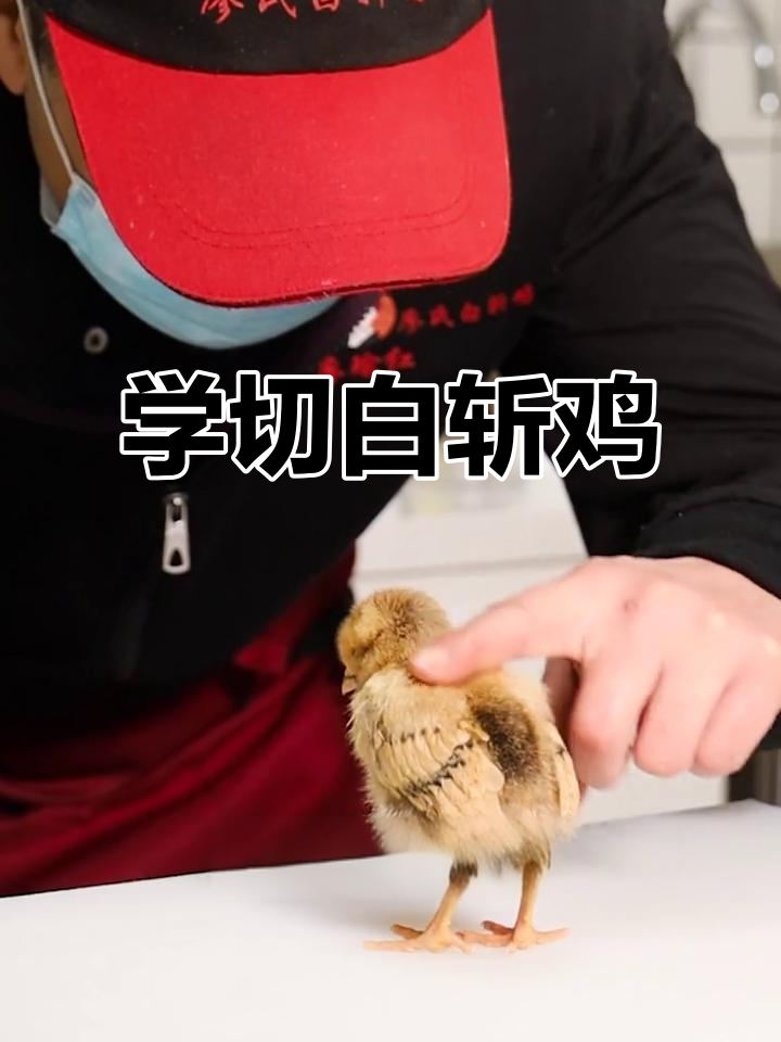师傅教你如何切白斩鸡,技巧全揭秘