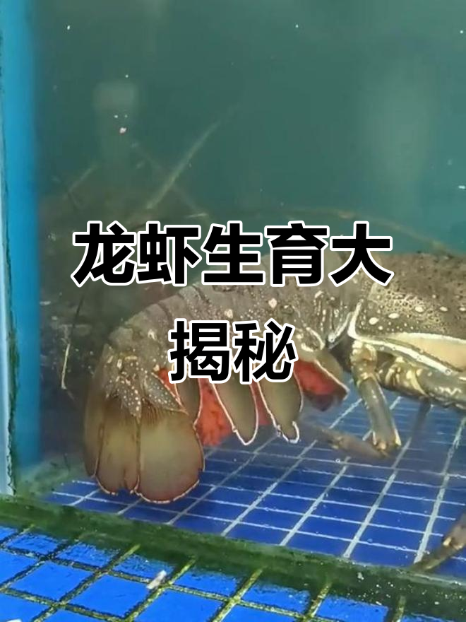 龙虾生宝宝全过程,竟然这么神奇!