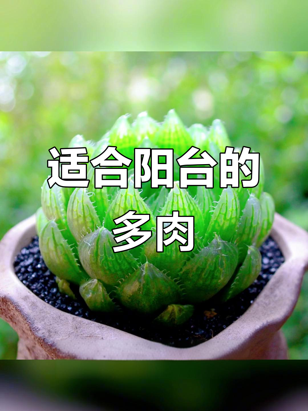 阳台养多肉,这些品种最适合散光养护