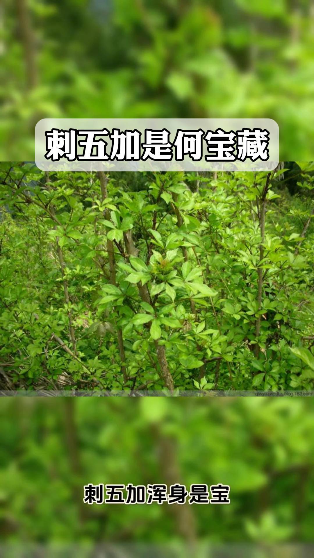 刺五加是何宝藏