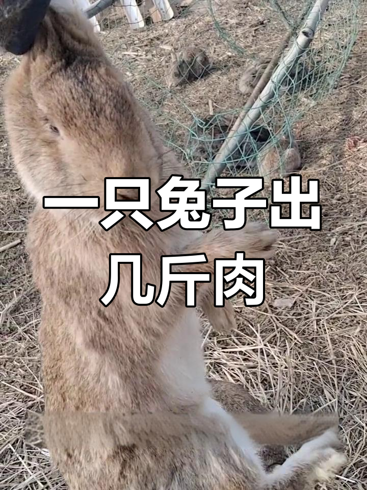 散养兔能杀多少斤净肉?