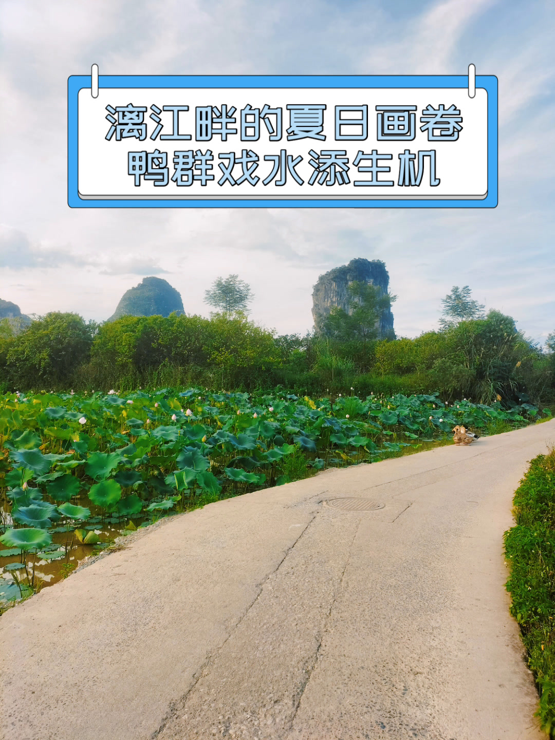 漓江畔的夏日画卷,鸭群戏水添生机