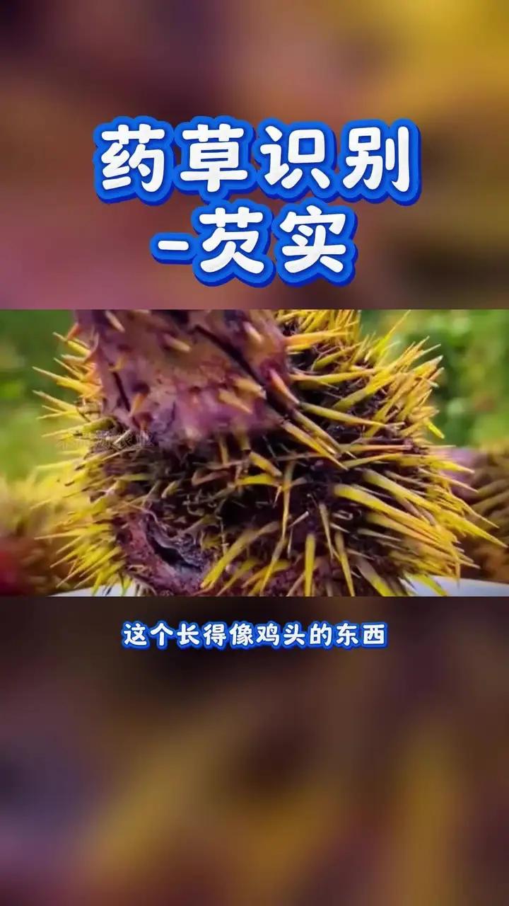 药草识别-芡实;睡莲科芡属的一年水生草本植物,在植物学上被称为欧洲黑麦草、狐狸坚果。芡实的