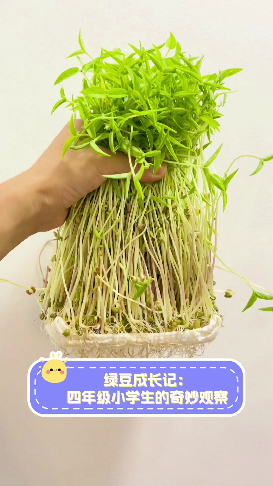 绿豆成长记:四年级小学生的奇妙观察