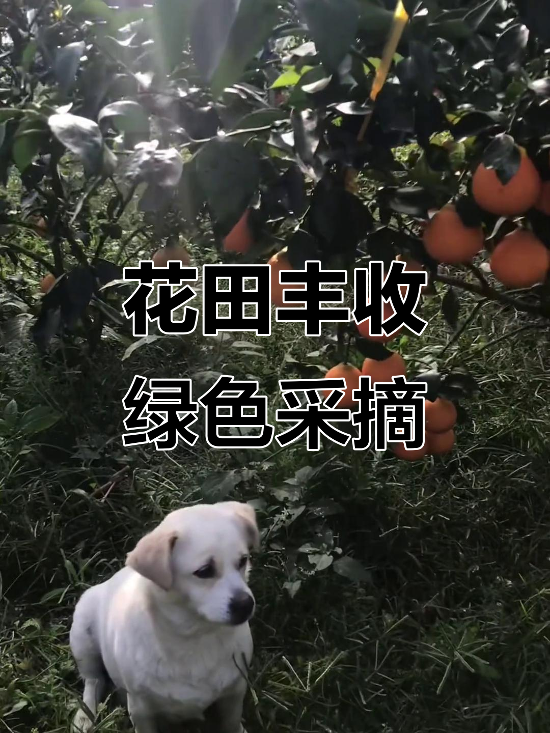 玉门花田丰收季,纯天然蔬菜等你来摘