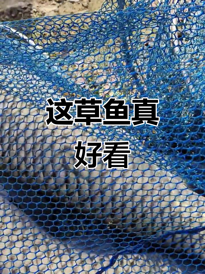 草鱼鳞片太美了，简直像纹身一样！