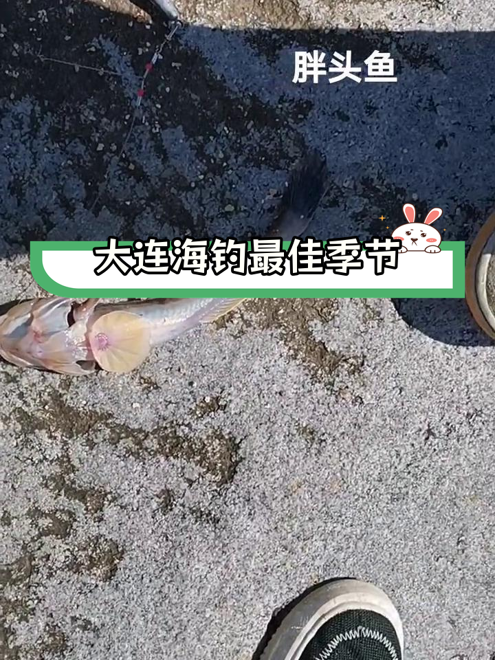 大连海边胖头鱼,秋季钓鱼黄金季