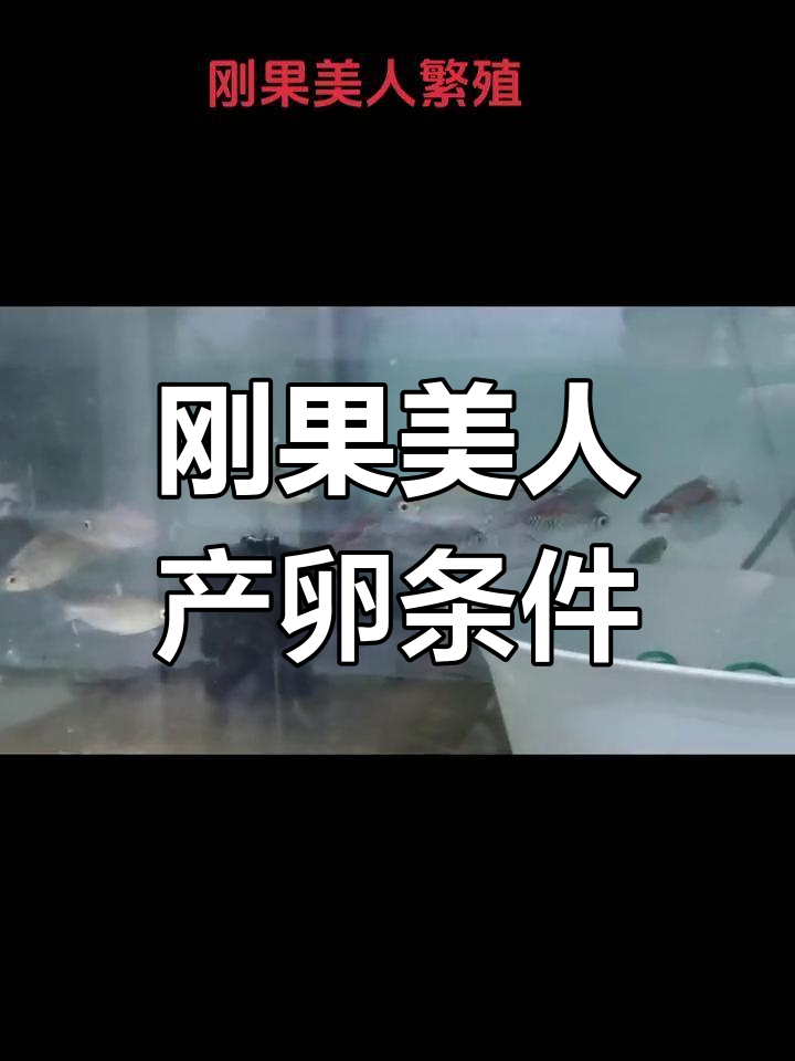 刚果美人鱼繁殖要点