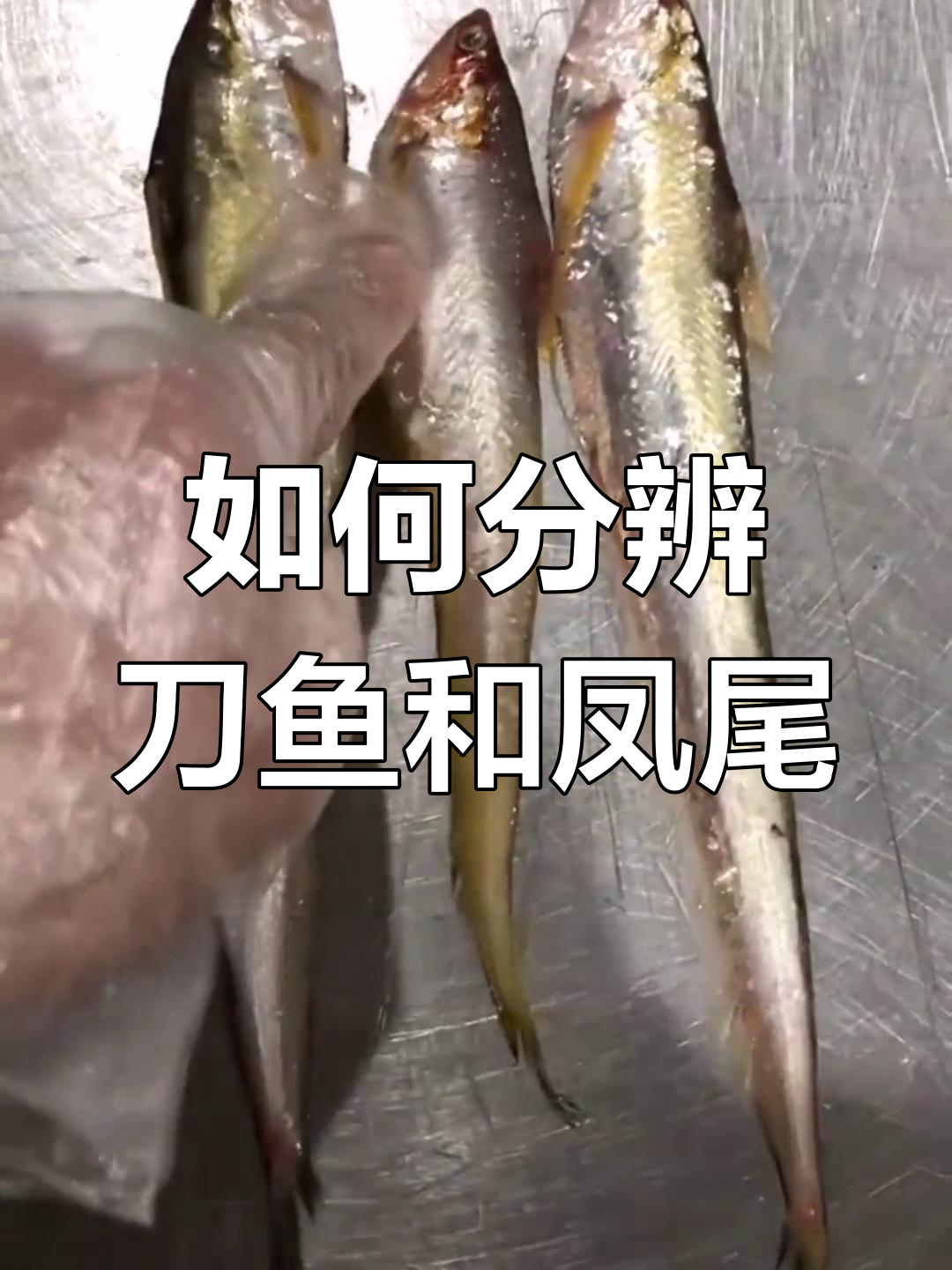 刀鱼与凤尾的区别解析