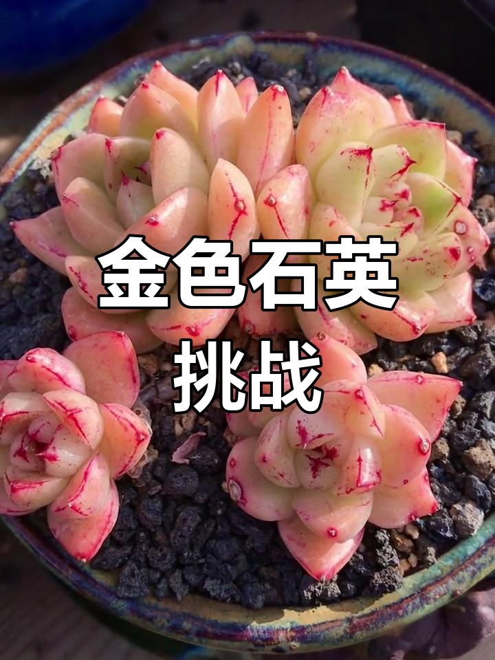 金色石英的难点在于形态,颜色容易得,但完美造型难求