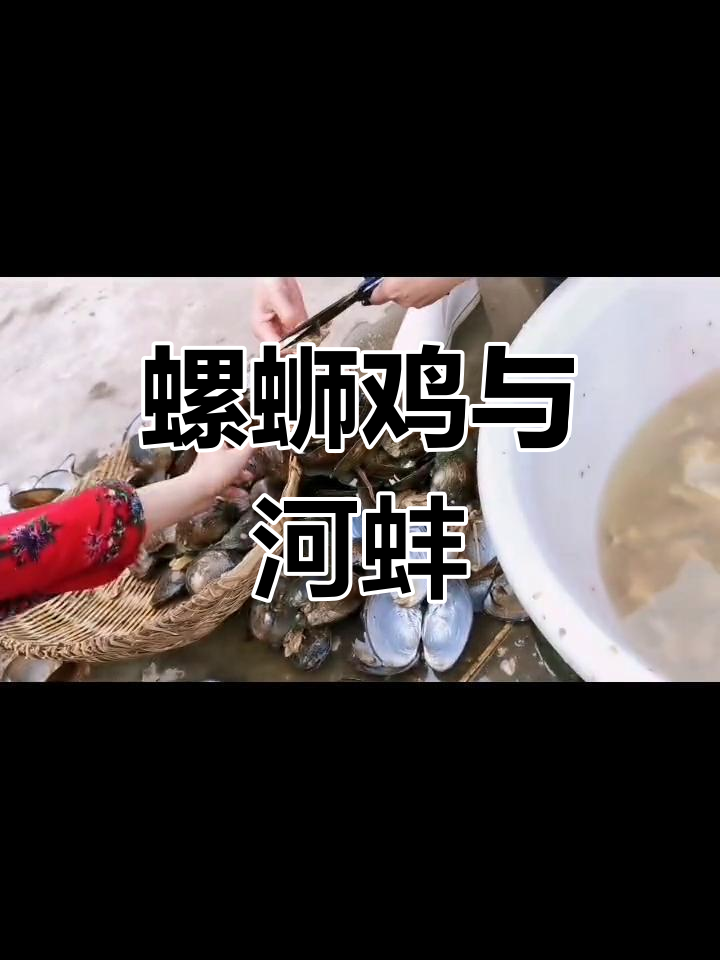 河蚌肉腥难忍,爆炒才好吃