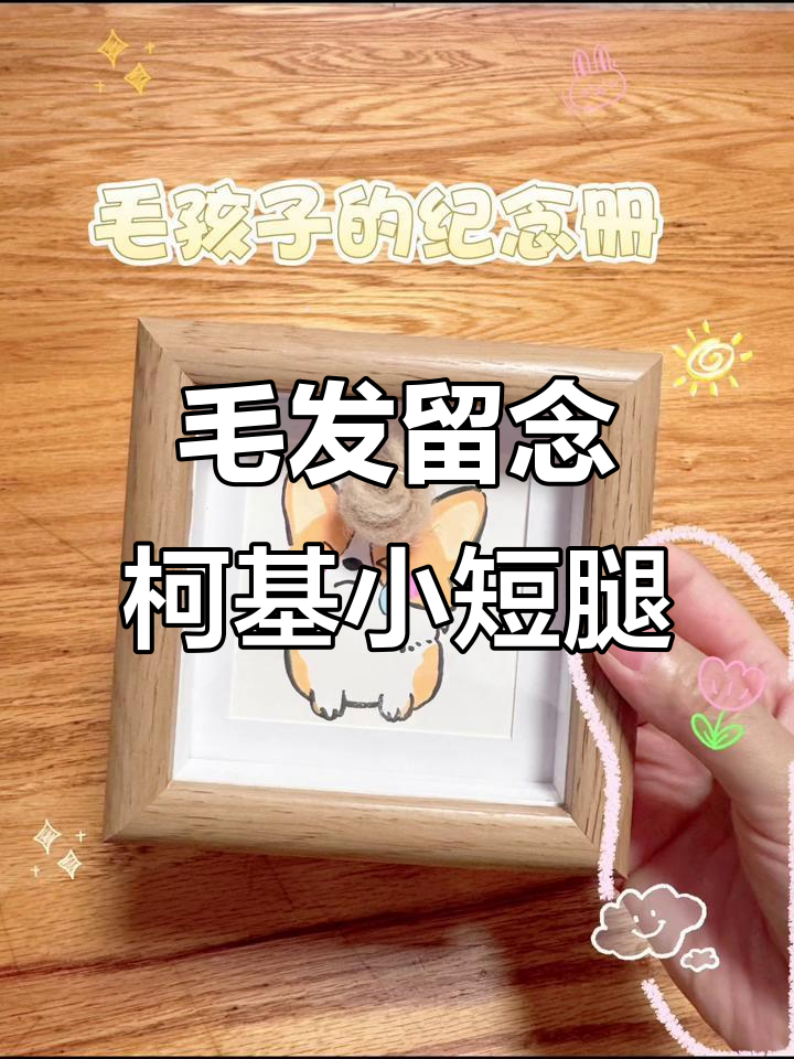 用毛发留住毛孩子的爱,柯基宝宝纪念新方法