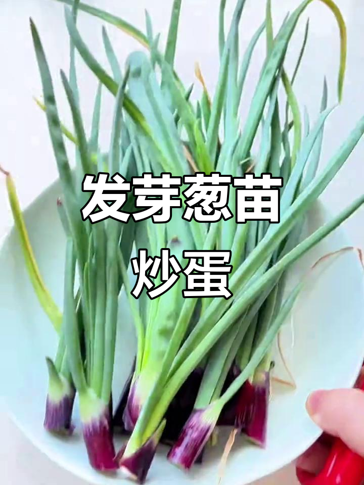 简单炒鸡蛋,配上一颗发芽洋葱苗,满足感满满
