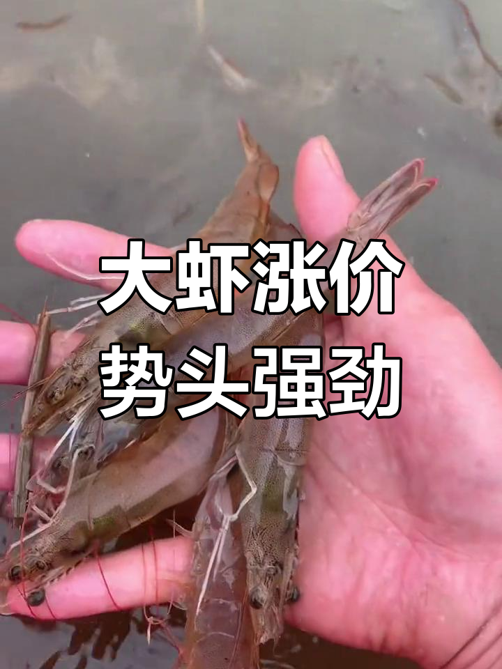 清明节临近,大虾价格暴涨