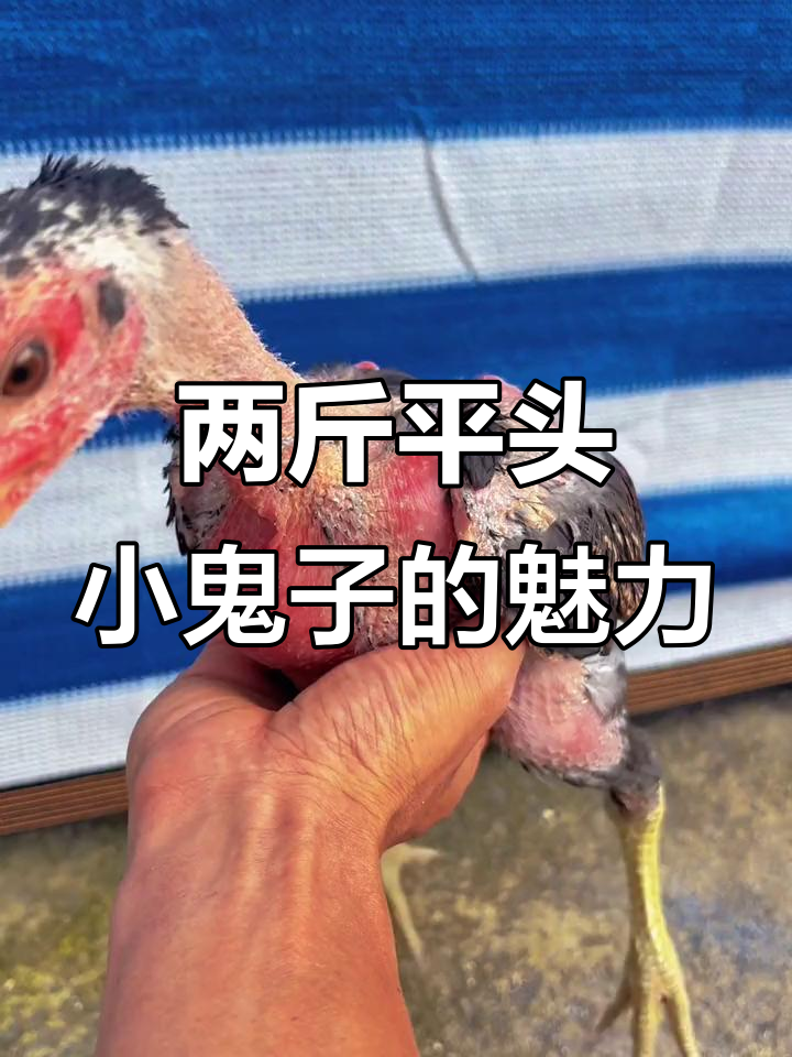 斗鸡文化大揭秘:两斤平头小鬼子为何如此受欢迎?
