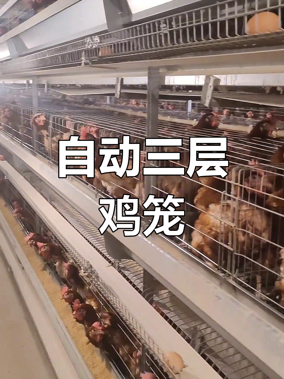 三层叠蛋鸡笼设备,自动化养鸡系统