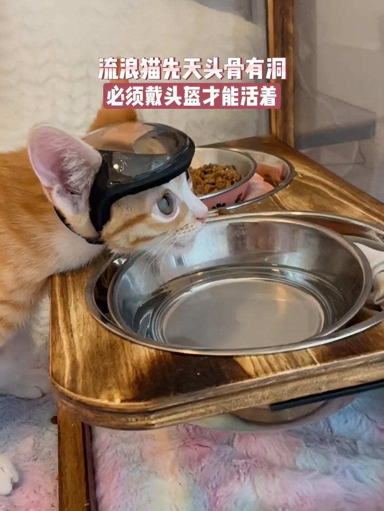 流浪猫头骨有洞,手术后变身钢铁侠!被猫猫治愈的瞬间 动物救助
