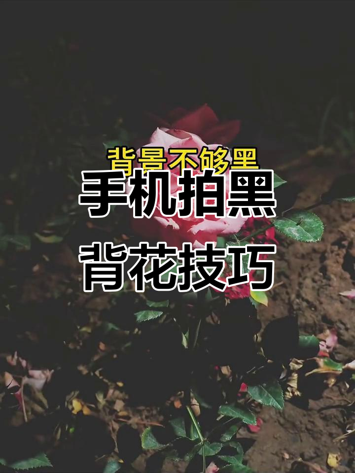 手机拍摄黑色背景花朵技巧,轻松拍出完美效果