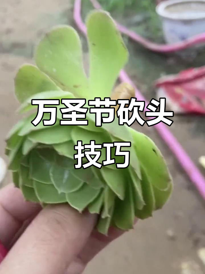 万圣节砍头法,轻松繁殖多肉法师