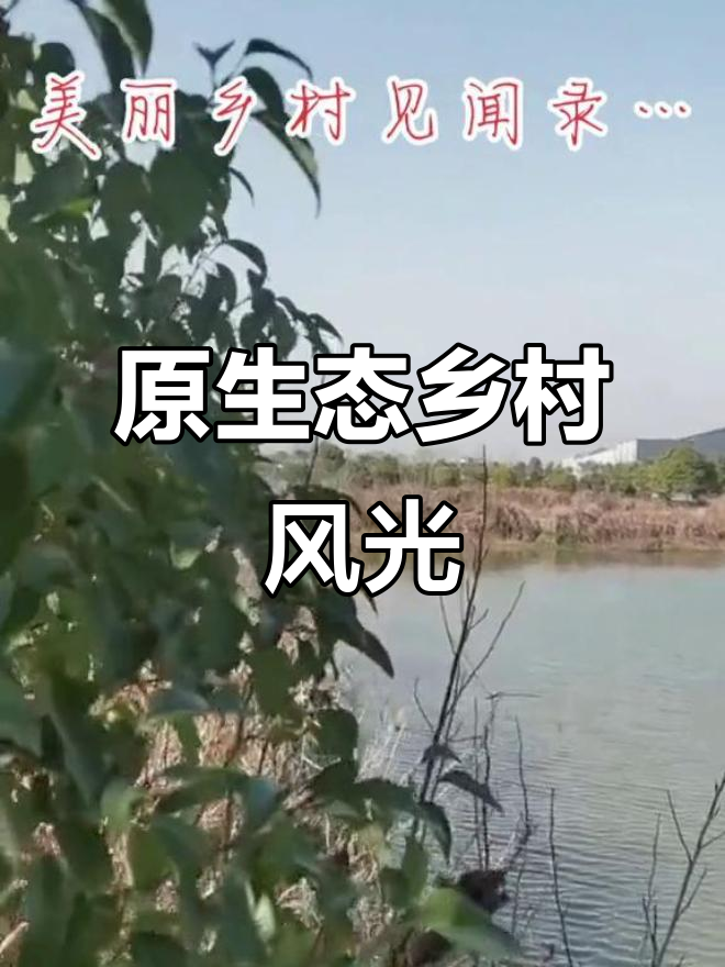 乡村美景大赏,鱼塘与果树相映成趣