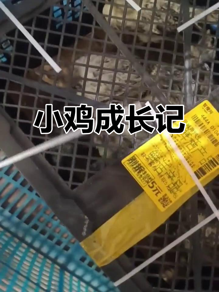 7月6日买的小鸡,三个月后就能产蛋给宝宝吃啦!