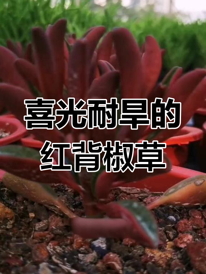 红背椒草:像辣椒的胡椒科植物