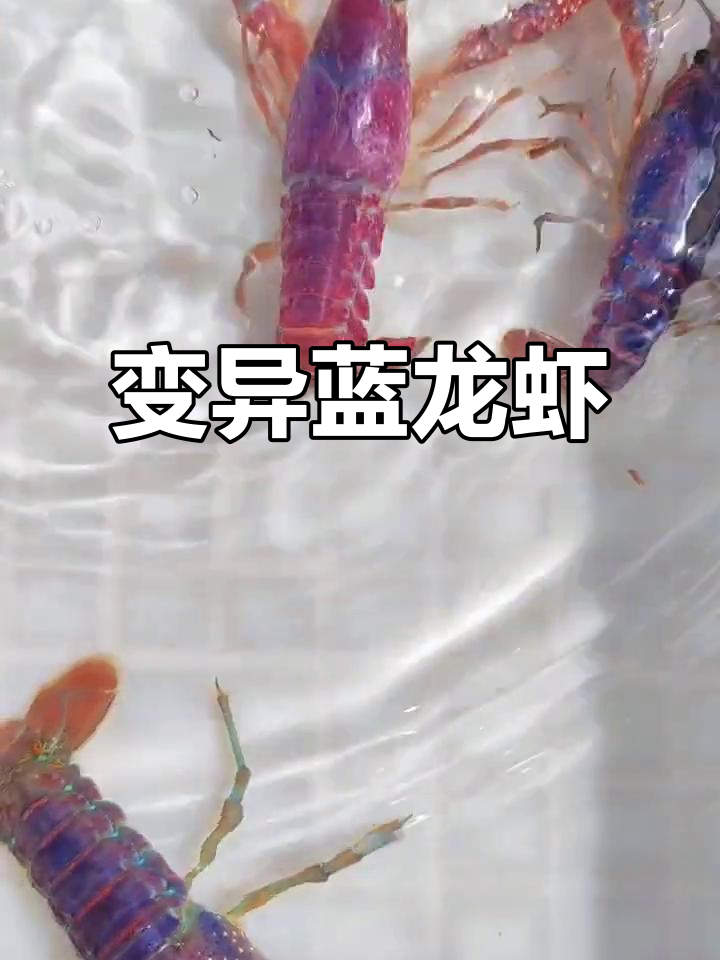 稀有蓝色变异小龙虾,千里挑一的美观宠物