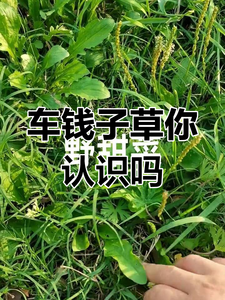 野甜菜,车前草的别名你知道吗?