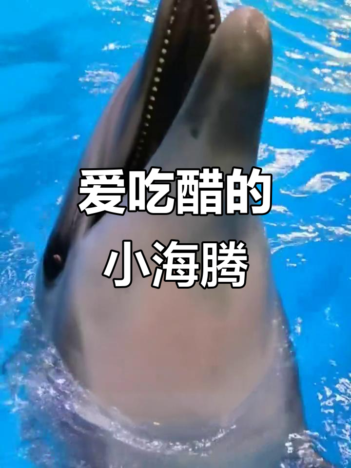 小海腾的醋意大发,陪你一起飞向蓝天