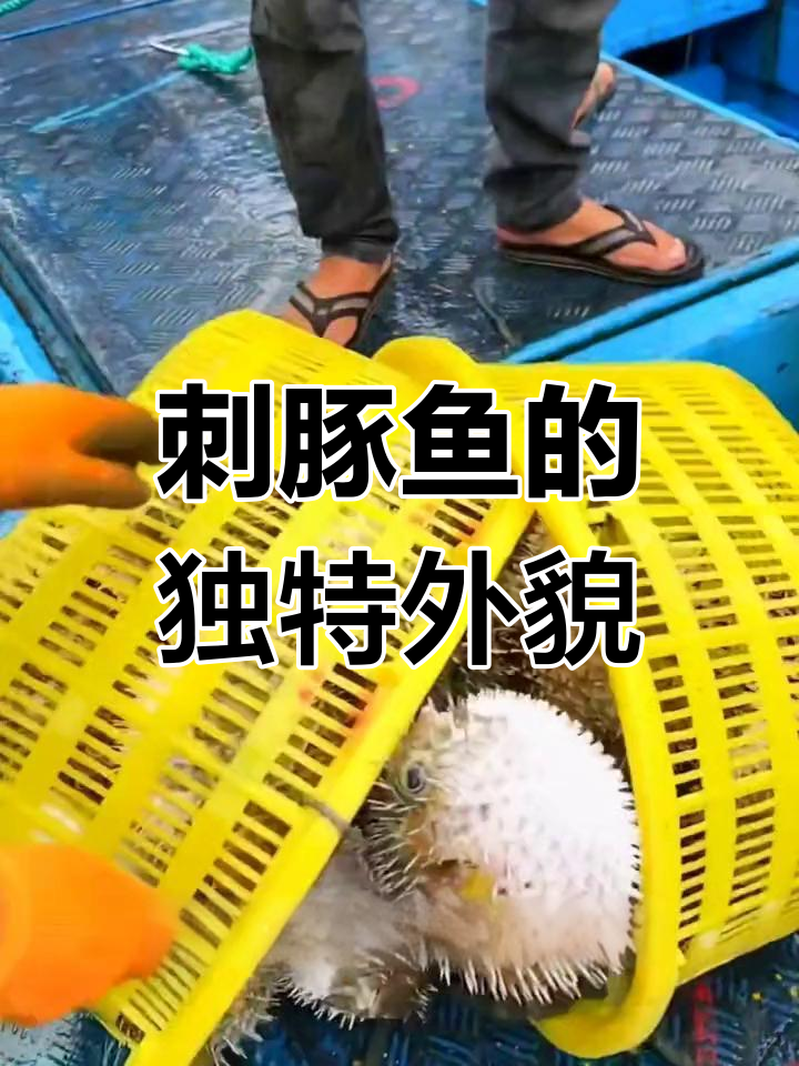 刺豚鱼:全身长满小刺,生气时像气球一样鼓起