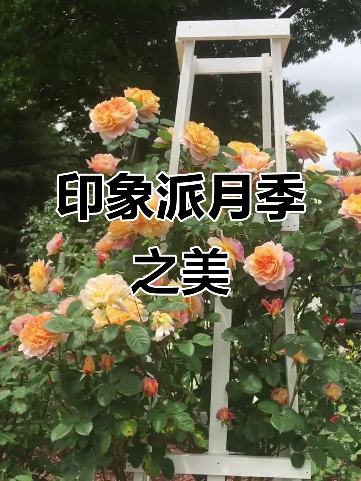 印象派月季:美丽与艺术的完美结合