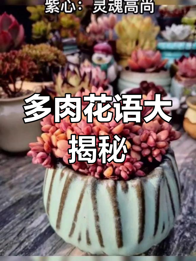 你养的多肉植物有什么寓意?花语揭秘第四弹