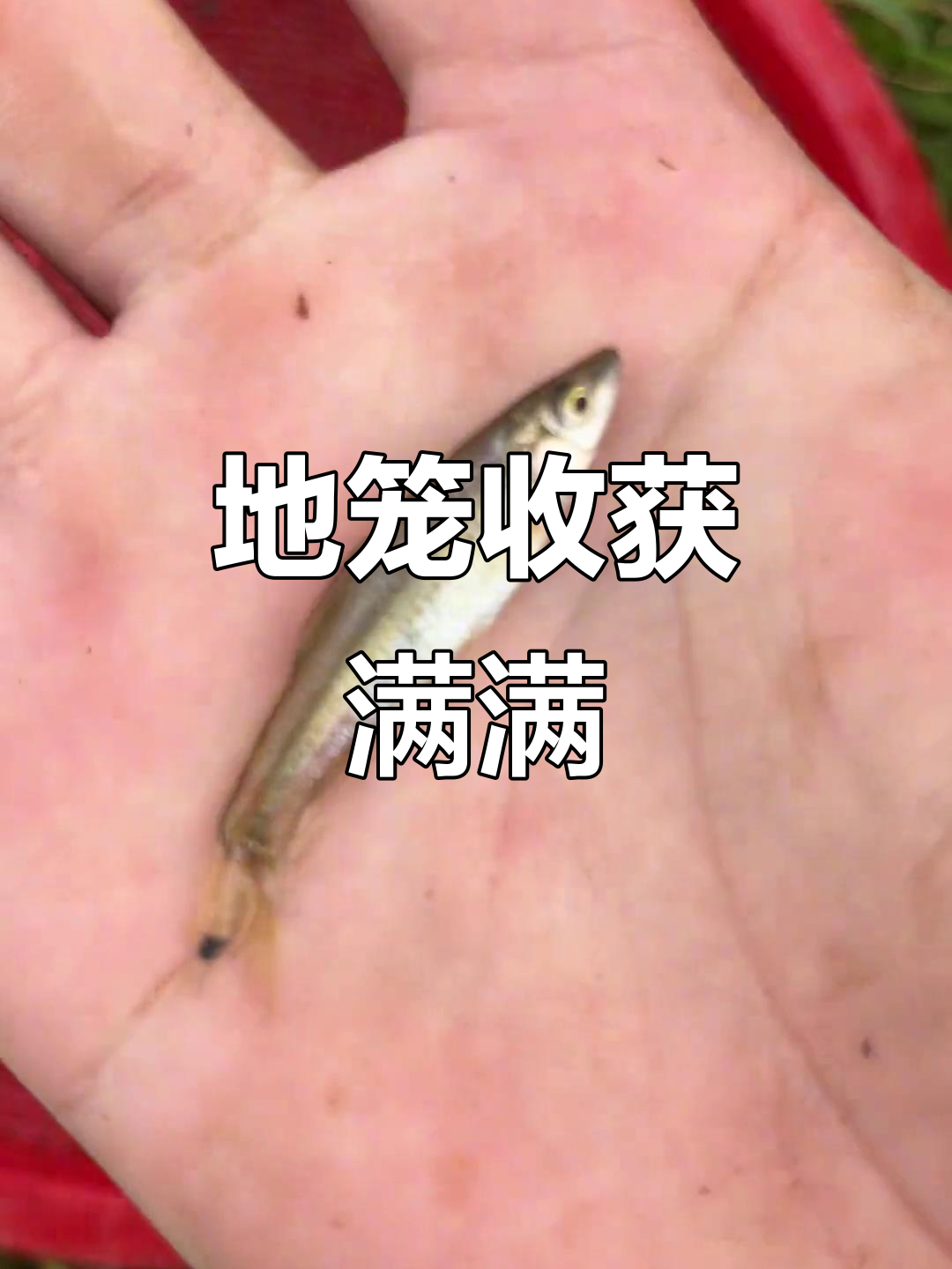 雨天捕鱼大丰收,地笼里藏着惊喜!