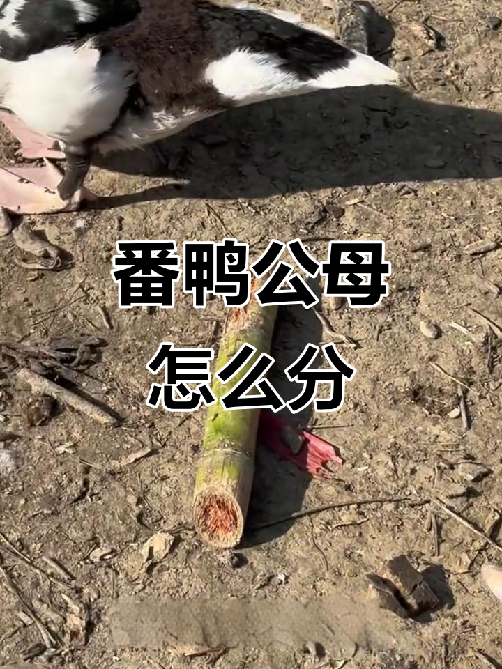 50天番鸭公母辨别,意外剩下两只小苗