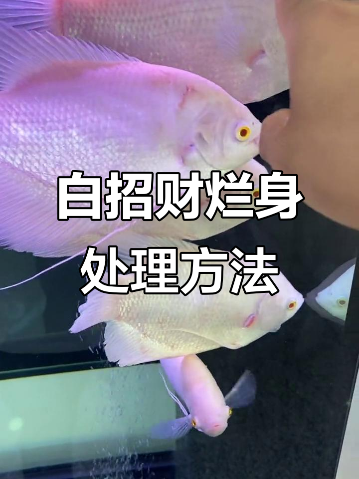 白招财鱼烂身处理技巧,黄粉泡法效果显著