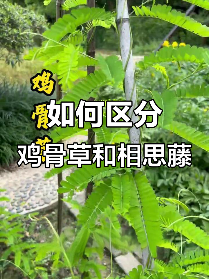 鸡骨草与相思藤的区别,你了解吗?