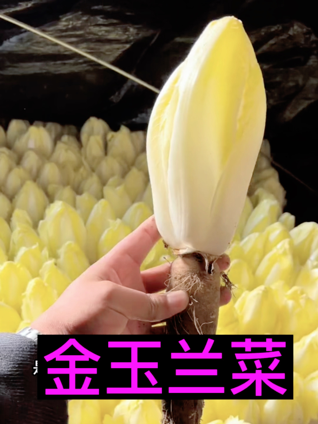 金玉兰菜-欧洲菊苣