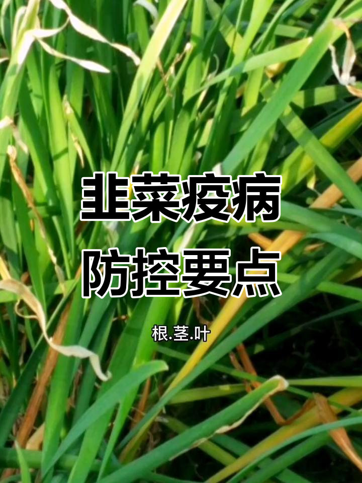 韭菜疫病症状解析与防治技巧