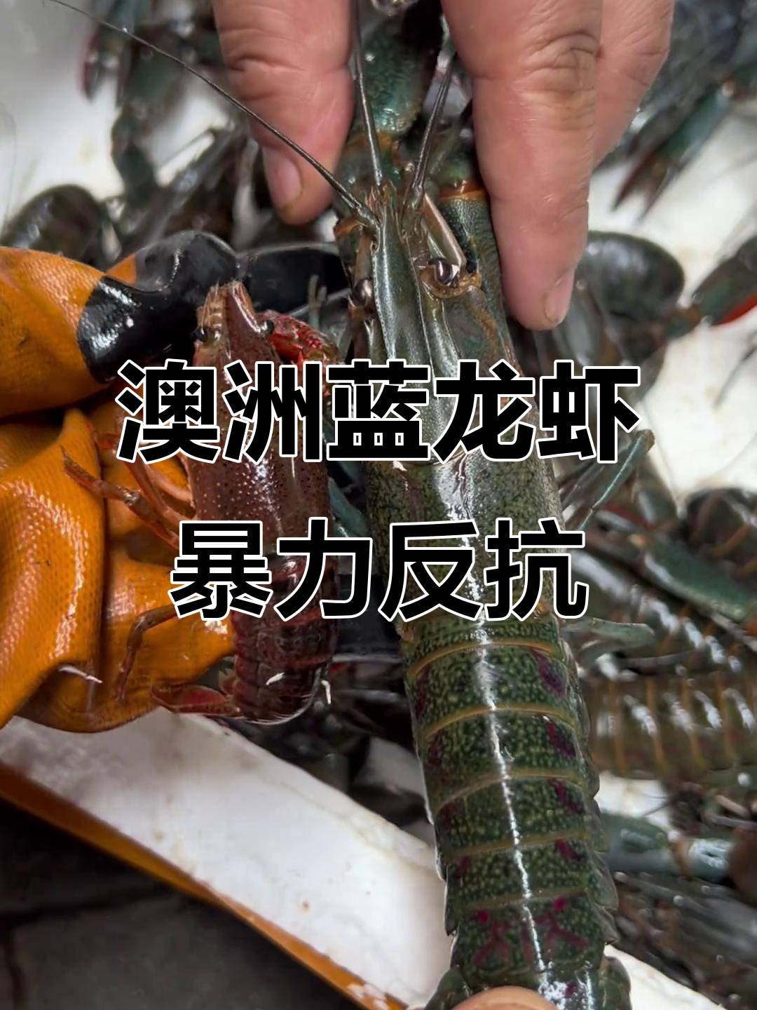 这只澳洲淡水蓝龙虾太凶猛,挣扎得让人不敢靠近