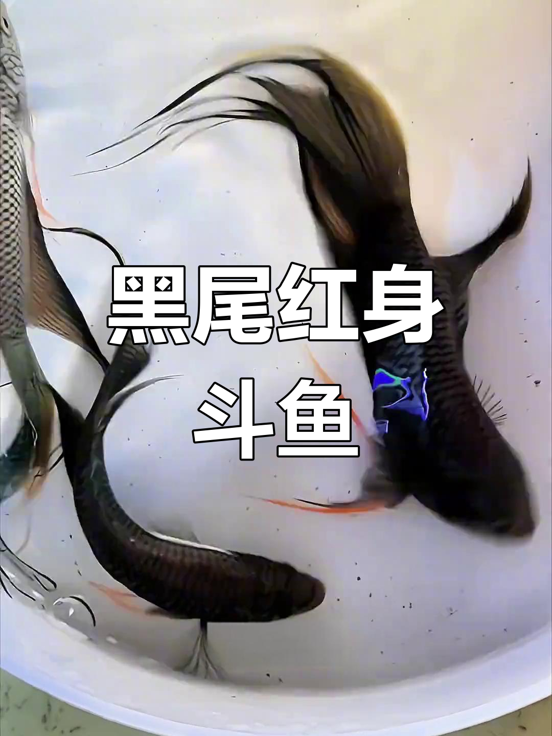 越南黑斗鱼:本土改良品种