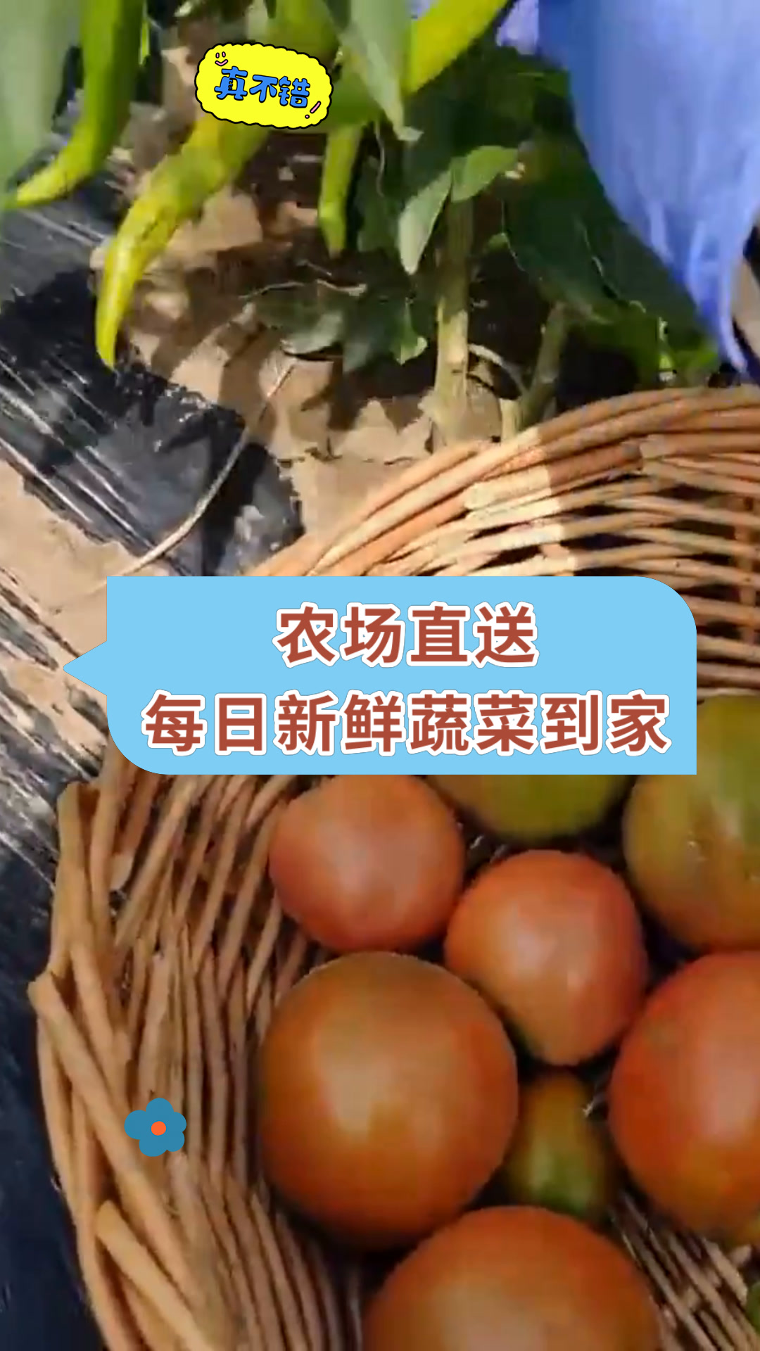 农场直送每日新鲜蔬菜到家